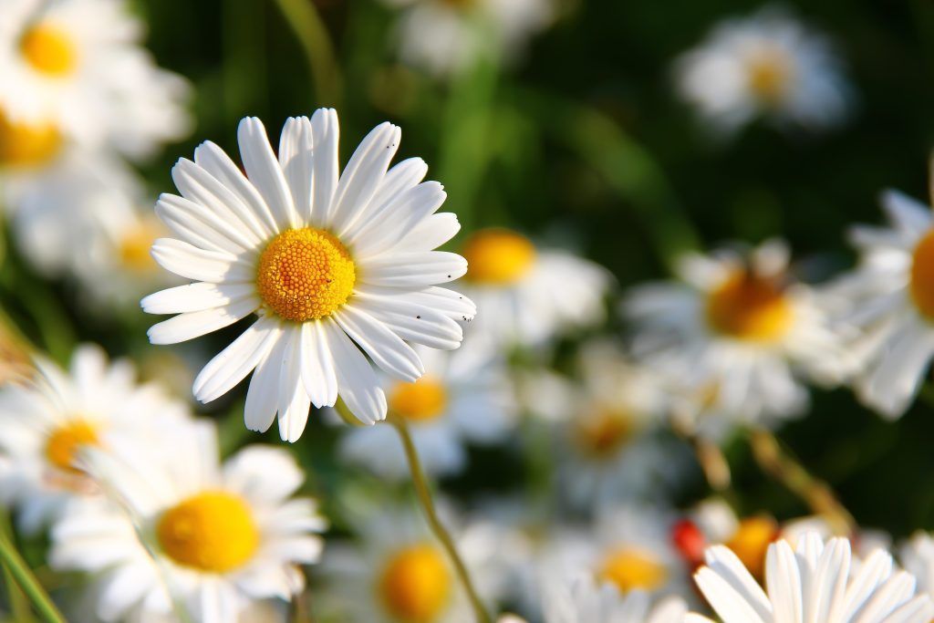 Gartentipp: Liebesorakel und kleine Schönheit