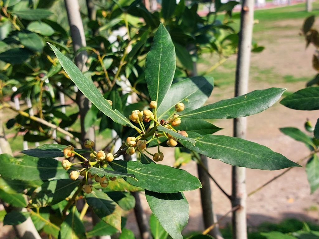 Gartentipp: Lorbeer für den Garten und die Küche