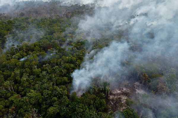 Waldschäden verändern CO2-Bilanz von Amazonas