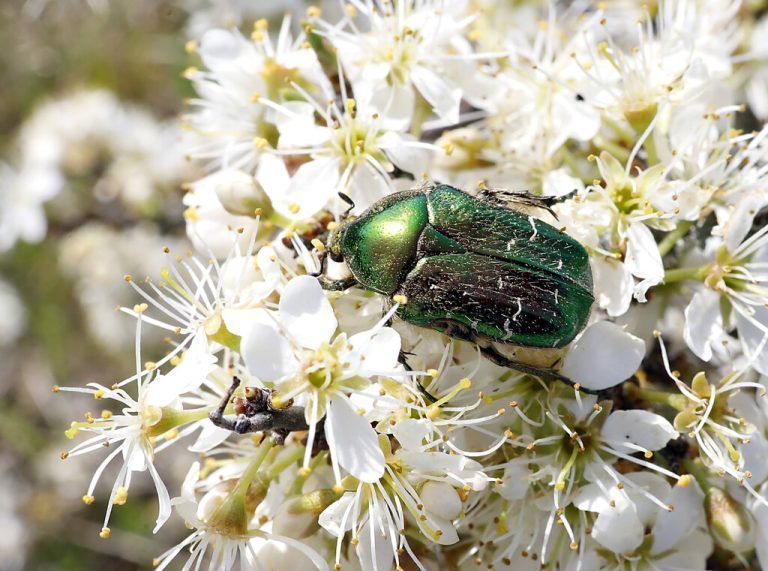 23.04.2023 / Sachsen Anhalt Sachsen-Anhalt Käfer Kerfe Coleoptera Biodiversität Insekt Insekten Macroaufnahme Makroaufnahme Macrofoto Makrofoto Gemeiner Rosenkäfer Goldglänzender Rosenkäfer Cetonia aurata *** 23 04 2023 Saxony Anhalt Saxony Anhalt Beetle Kerfe Coleoptera biodiversity insect insects macro photo macro photo macro photo common rose beetle golden rose beetle Cetonia aurata