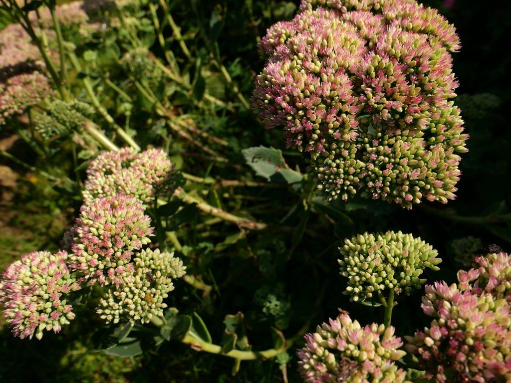 Gartentipp: Herbstblüher sind jetzt am Zug