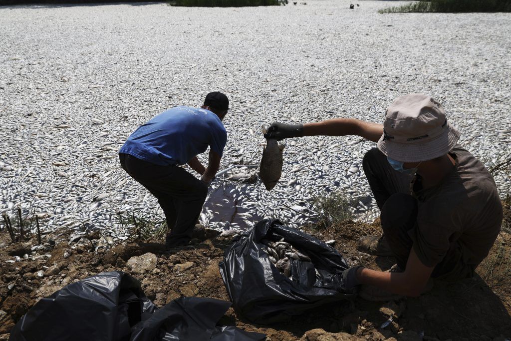 Massives Fischsterben in Griechenland