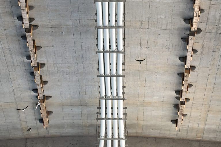 Mehltauben unter der Rheinbrücke Hard-Fußach