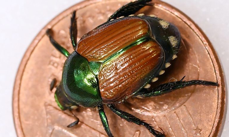 Der invasive Schädling Popillia japonica