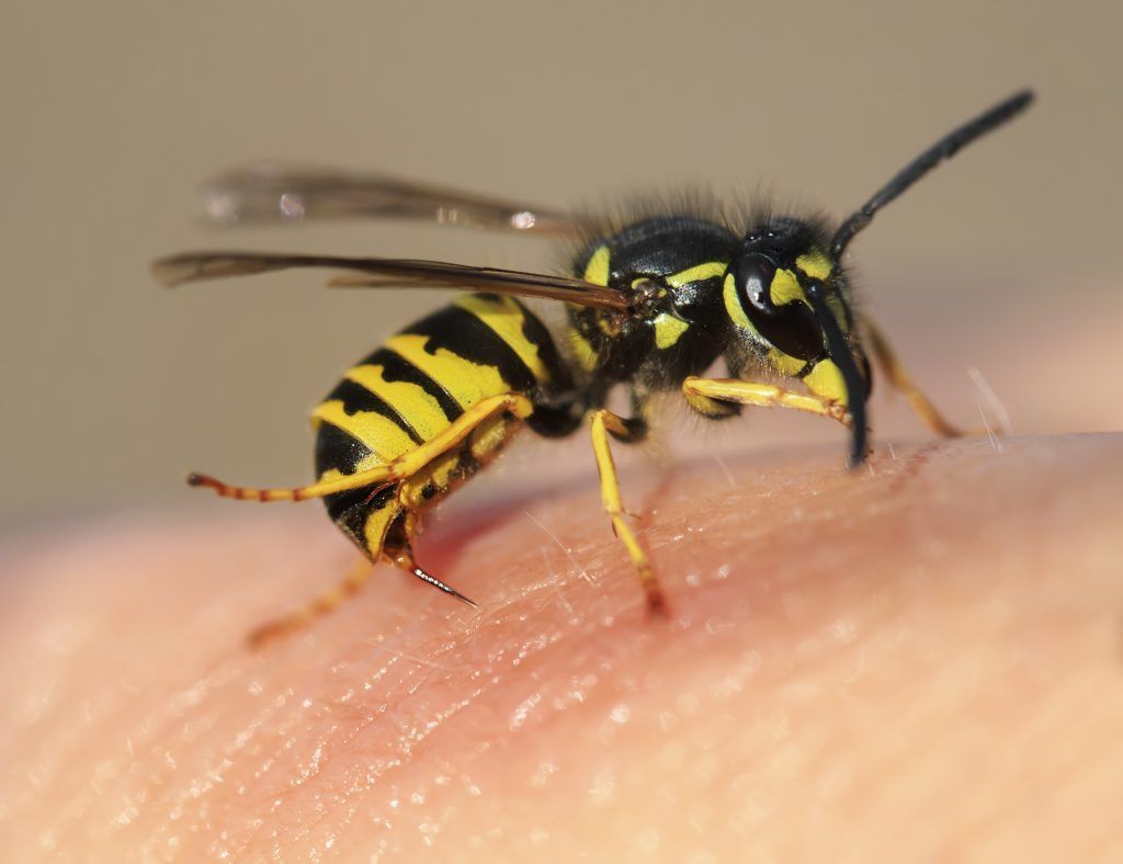Wespen und Bienen können zur tödlichen Gefahr werden