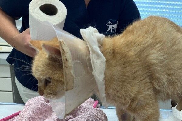 Ermittlungen nach Schuss auf Katze in der Steiermark