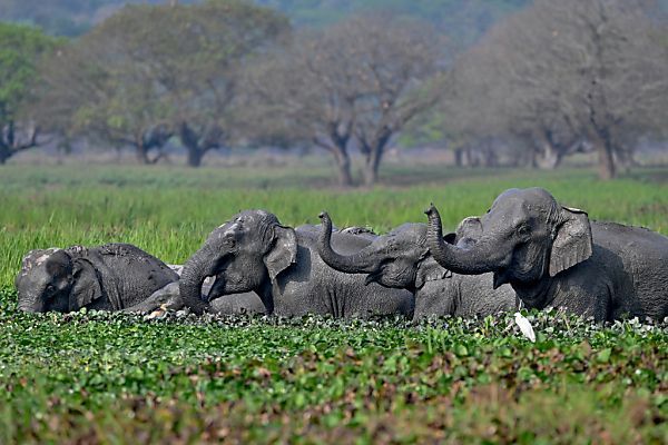 Mit Künstlicher Intelligenz Tiere besser schützen