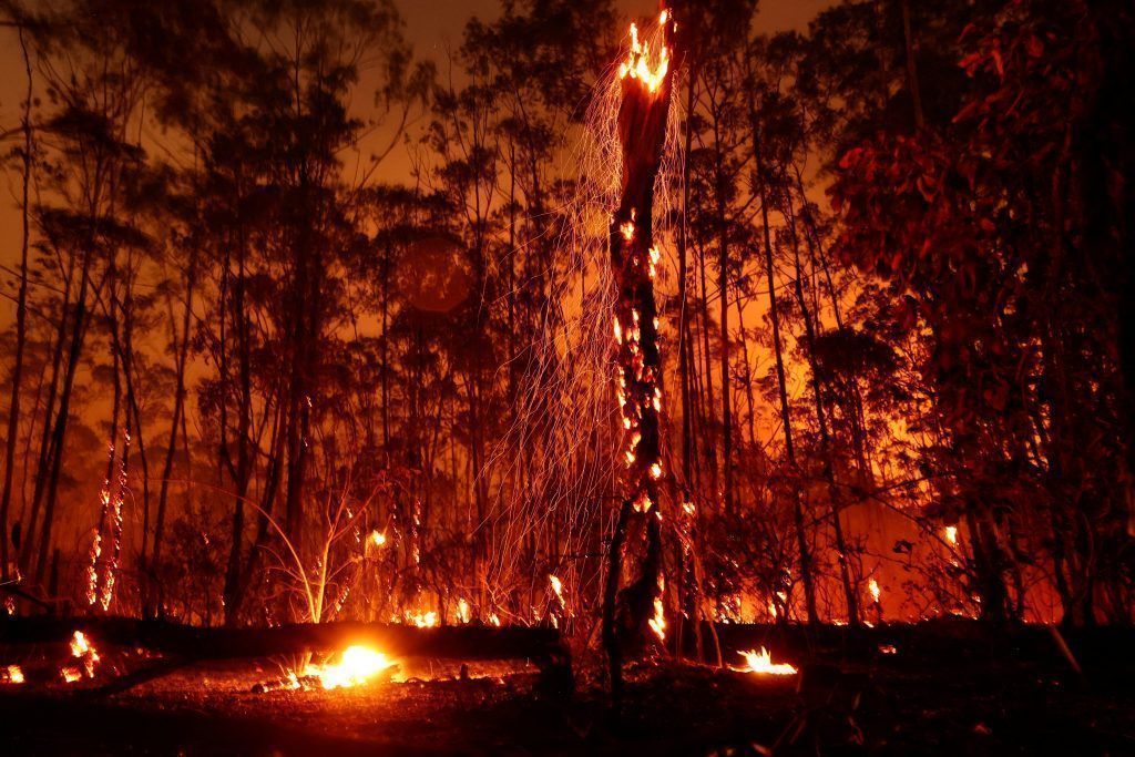 Regenwald steht in Flammen