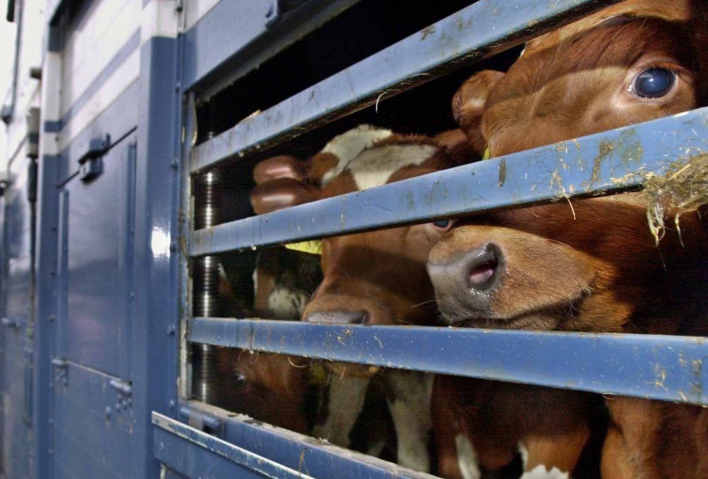 Strengere Regeln für Tiertransporte