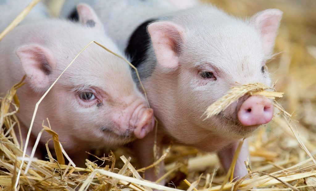 900 Ferkel: Tierquälerei im Lastwagen