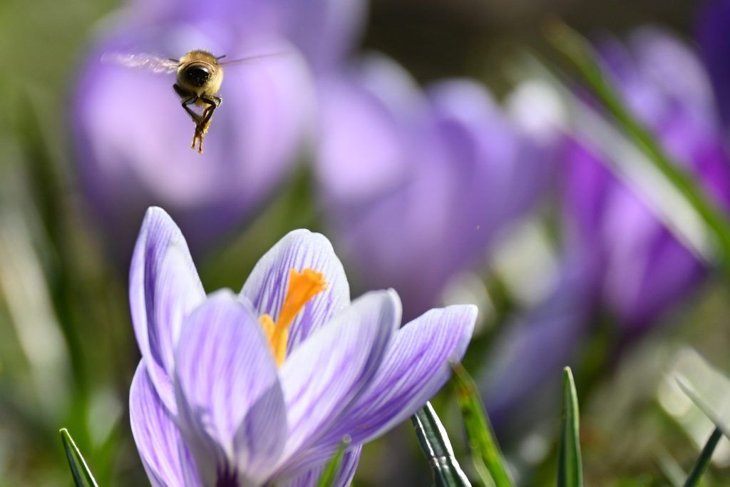 Zwiebelblumen für den Frühling pflanzen