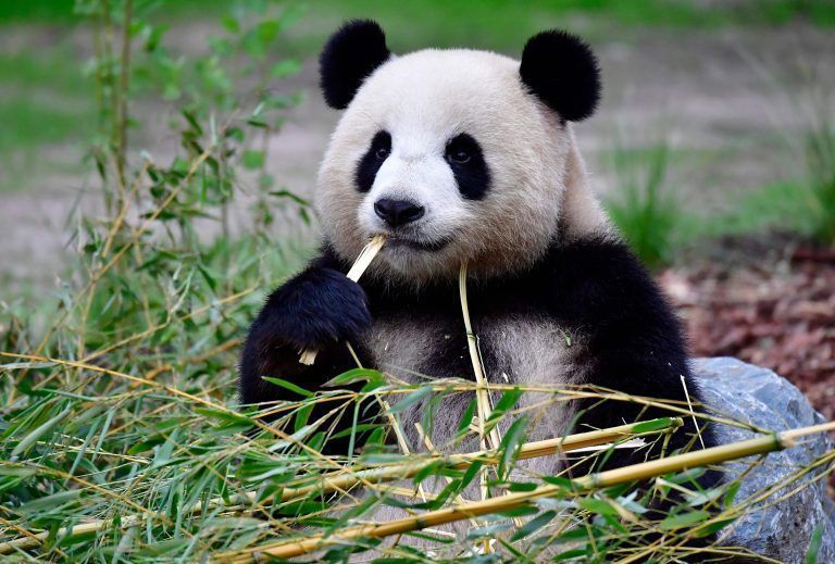 FILES-GERMANY-CHINA-ANIMALS-PANDA-PREGNANCY