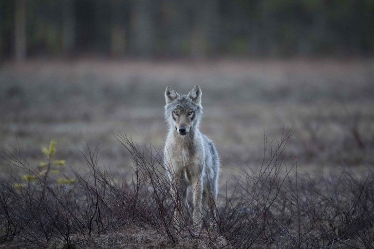 FILES-FINLAND-NATURE-WILDLIFE