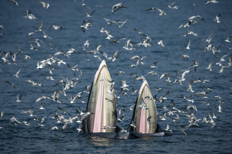 THAILAND-LIFESTYLE-WHALES-TOURISM