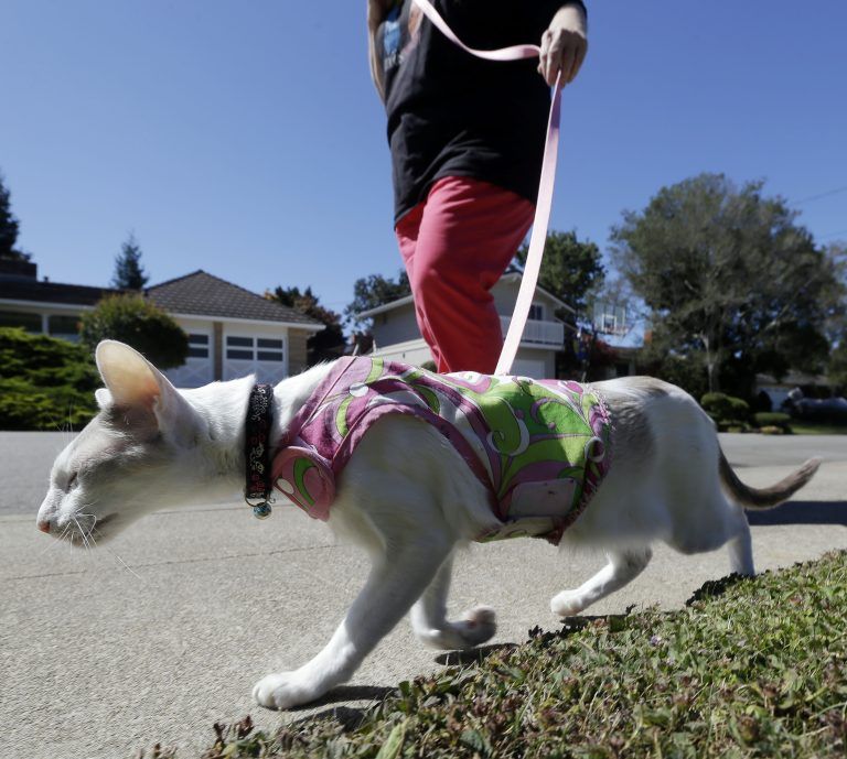 Pets-Cats on Leashes
