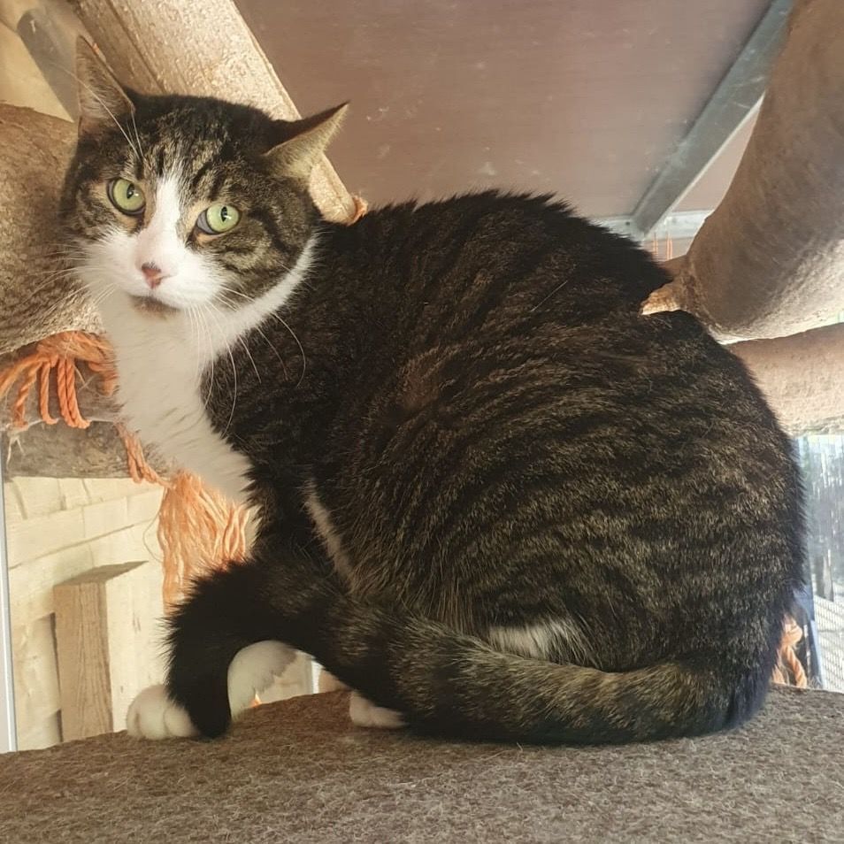Tierische Freunde finden