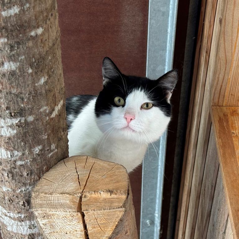 Tierecke, Tierschutzheim