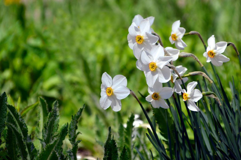 Zwiebelblumen für den Frühling pflanzen