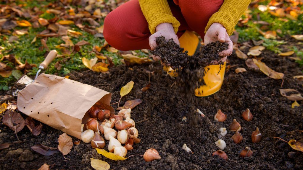 Zwiebelblumen für den Frühling pflanzen