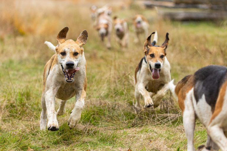 ABD0087_20211017 – WEDEMARK – DEUTSCHLAND: 17.10.2021, Niedersachsen, Wedemark: Die Hunde der Niedersachsen-Meute (English Foxhound) jagen der Fhrte hinterher. Die Hubertusjagd ist eine Schleppjagd, bei der kein Wild erlegt wird. Stattdessen wird eine Duftspur mit Anis-l gelegt. Diese knstliche Fhrte wird von der Hunde-Meute und Reitern verfolgt. Foto: Michael Matthey/dpa +++ dpa-Bildfunk +++. – FOTO: APA/dpa/Michael [&hellip;]