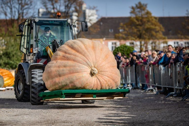 ABD0100_20241013 – LUDWIGSBURG – DEUTSCHLAND: 13.10.2024, Baden-Wrttemberg, Ludwigsburg: Helfer fahren bei der Europameisterschaft im Krbiswiegen einen Riesenkrbis zur Waage. Foto: Christoph Schmidt/dpa +++ dpa-Bildfunk +++. – FOTO: APA/dpa/Christoph Schmidt