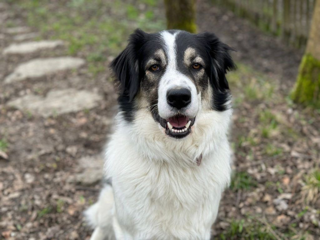Eine zweite Chance für Tiere