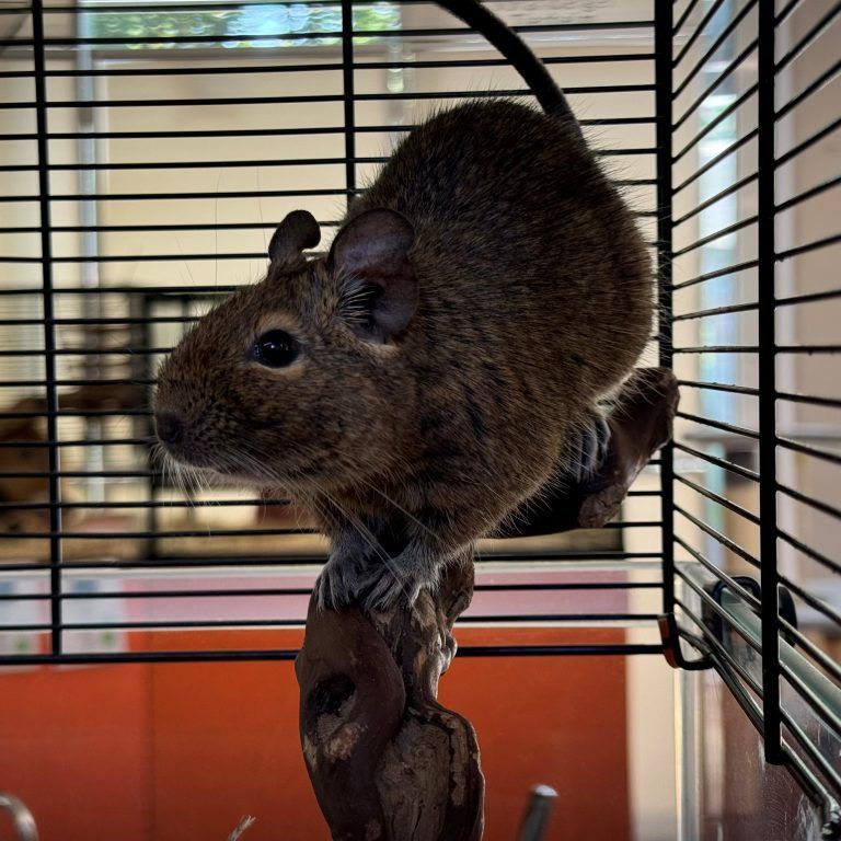 Tierecke, Tierschutzheim