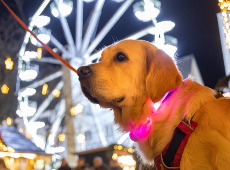 Adventzauber in Vorarlbergs Städten