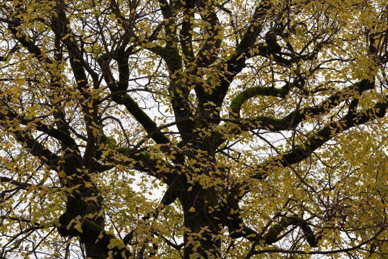 Muss dieser Baum einem Kreuzungsumbau weichen? Helena Schütte will "Lala, die Linde" retten