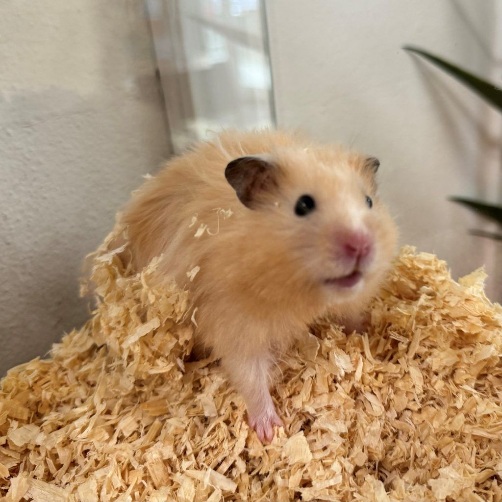 Finde deinen neuen tierischen Freund