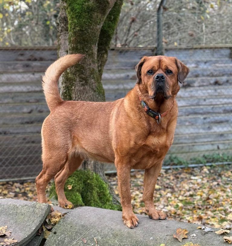 Tierecke, Tierschutzheim