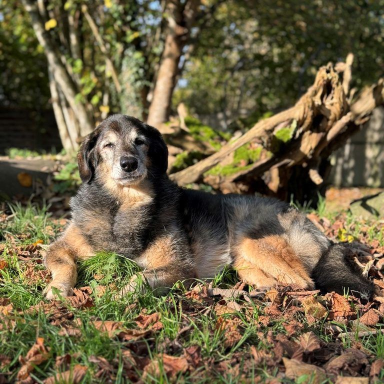 Tierecke, Tierschutzheim