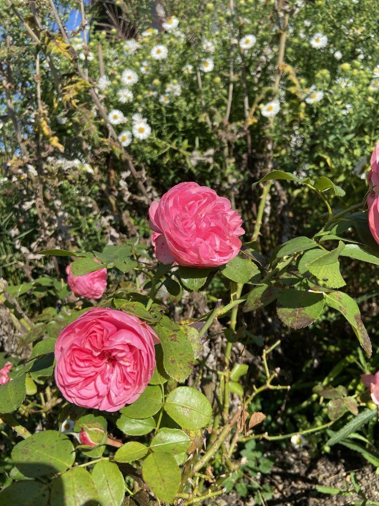Ein vielfältiger Garten in der Gemeinde Hard