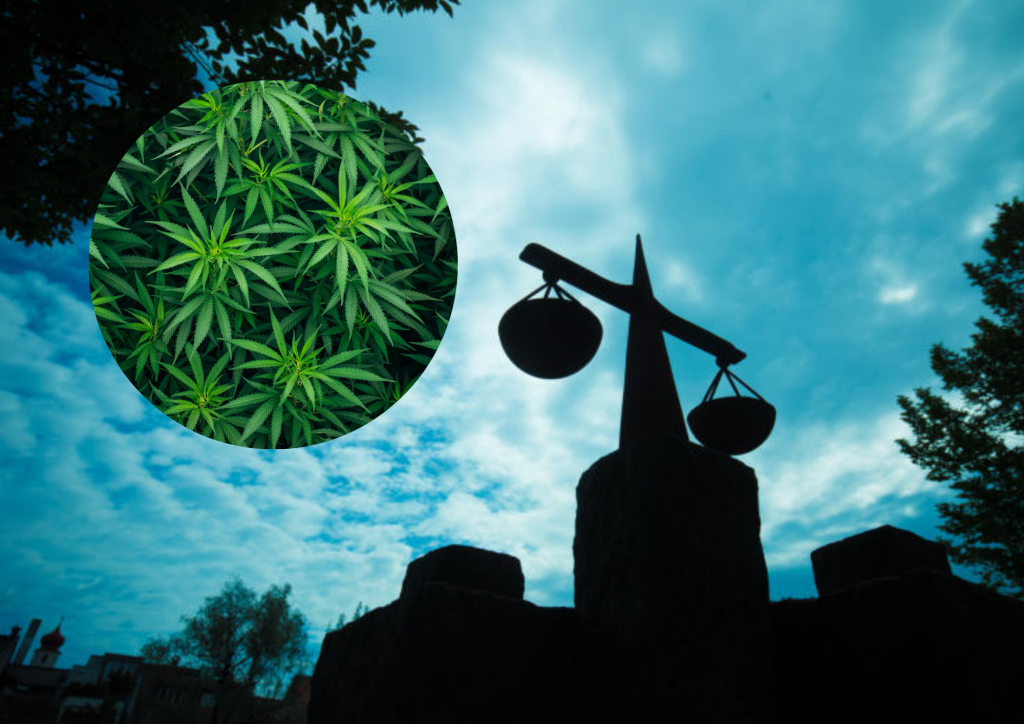 Konsument baute Marihuana straffrei an