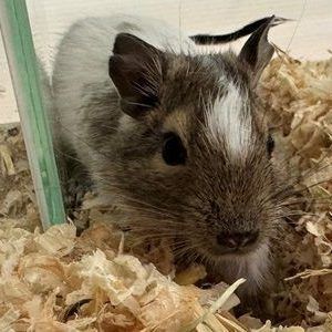 Finde deinen neuen tierischen Freund