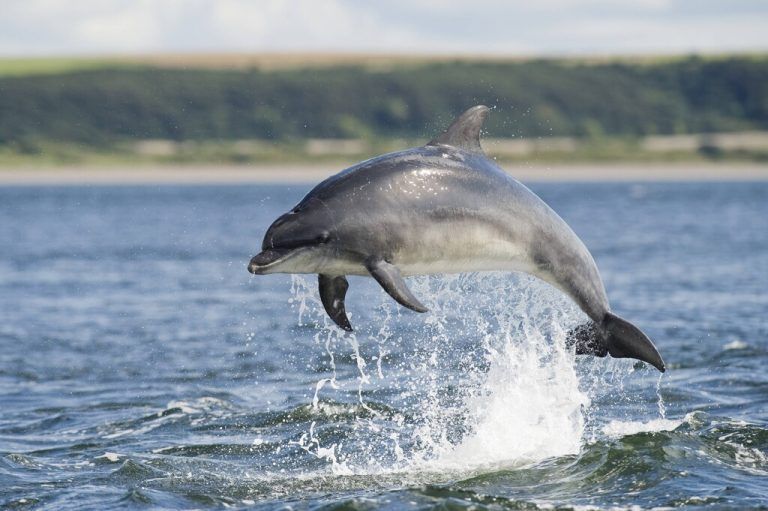 Bildnummer: 54120669  Datum: 30.03.2010  Copyright: imago/imagebroker<br />Großer Tümmler, Delfin (Tursiops truncatus), ausgewachsenes Tier beim Sprung, Chanonry Point, Black Isle, Moray Firth, Schottland, Großbritannien, Europa kbdig xng 2010 quer Atlantik ausgewachsenes beim Black Bottle Bottle-Nase Bottle-nose bottlenosed britisch Britische britischer britisches Chanonry Delfin ein eine einer eines Einlass eins erwachsener europäisch Europäische europäischer europäisches Europa europaeisch europaeische europaeischer europaeisches Firth Flasche gegen gemäßigten gemaessigten Großbritannien Großer Grossbritannien Grosser im inneren Isle kühl kühle kühler kühles Küste Küsten kuehl kuehle kuehler kuehles Kueste Kuesten Mündung Marine maritim maritime maritimer maritimes Meer Moray Muendung Muräne Muraene Nase Natur nose Ozean Point Population quot Säugetier Saeugetier schottisch schottische schottischer schottisches Schottland Sealife seichten sozialen Spiel spielen springenden Sprung sterben sterbend stirbt Sub Sub-Population Tümmler Tier truncatus Tuemmler Tursiops UK Verletzung Verstöße Verstoesse Wal Wale Wasser Wasserorganismen Wildlife<br /><br />Bildnummer 54120669 Date 30 03 2010 Copyright Imago image broker grand Porpoises Delfin Tursiops truncatus Mature Animal the Jump Chanonry Point Black Isle Moray Firth Scotland UK Europe Kbdig xng 2010 horizontal Atlantic Mature the Black Bottle Bottle Nose Bottle Nose bottlenosed British British British British Chanonry Delfin a a a a Admission One Adult Euro European European European Europe Eisch Europe european Europe Eischen Europe Eischen Firth Bottle against moderate temperate UK grand UK grand in Interior Isle cool Cool Cooler cool Coast Coasts Kuehl Cool cooler cooler Coast Coasts Mouth Navy Maritim Maritime Maritime Maritimes Sea Moray Mouth Muräne  Nose Nature Nose Ocean Point Population quot Mammal Mammal Scots Scottish Scottish Scottish Scotland Sealife shallow Social Game Play jumping Jump Die dying dies Sub Sub Population Porpoises Animal truncatus Porpoises Tursiops UK Injury Infringements Violations Wal Whales Water Aquatic organisms Wildlife