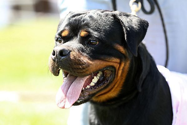 Besitzer gibt Rottweiler nach Attacke auf Siebenjährige ab