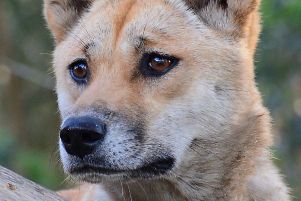 Touristen auf Urlaubsinsel K&#8217;gari von Dingos attackiert