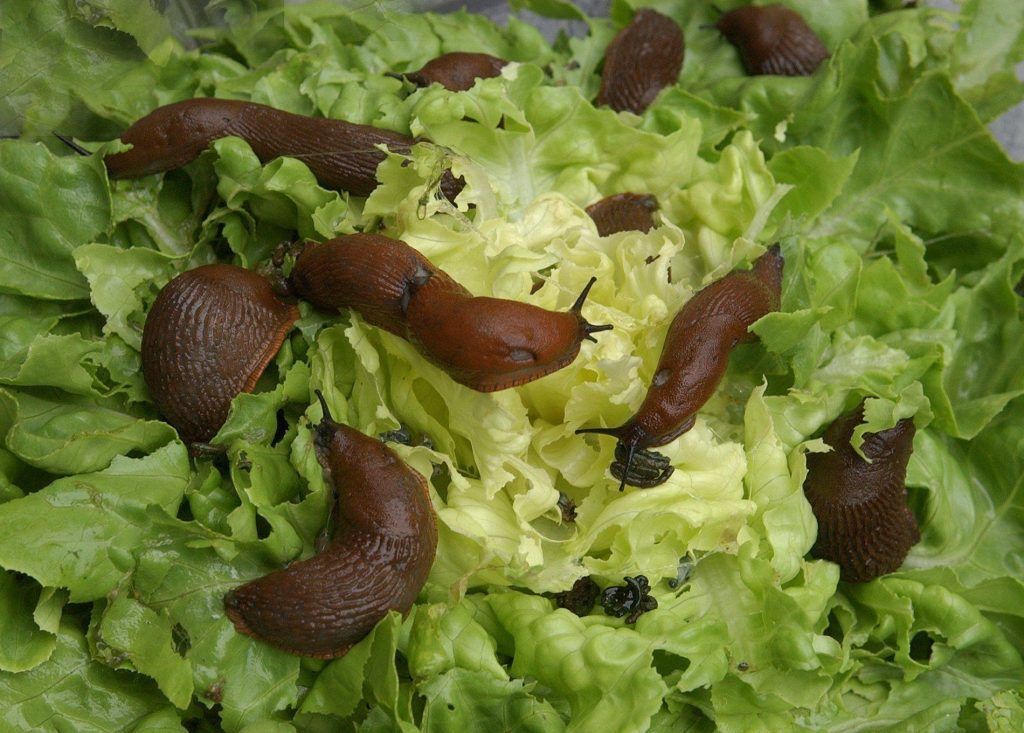 Nacktschnecken erwischt es leider nicht
