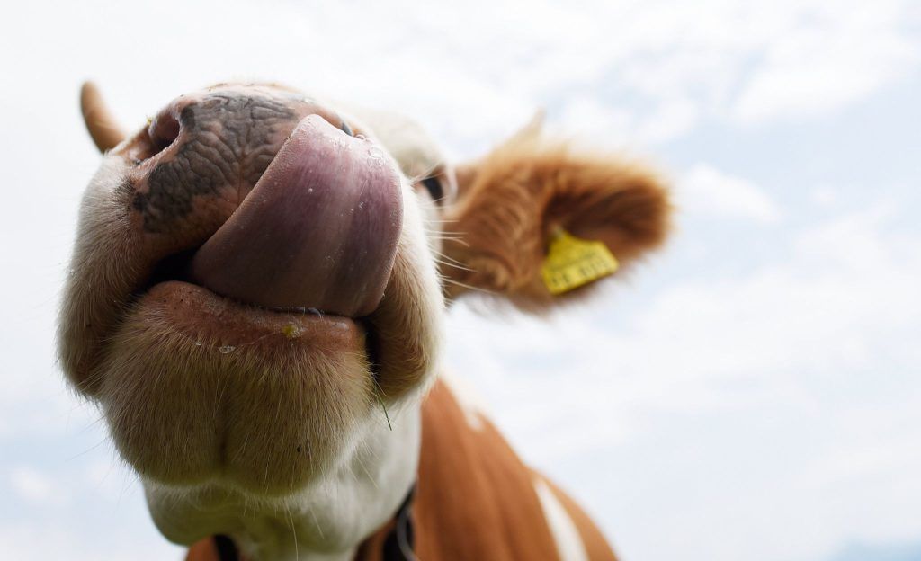 Tierquälerei: Keine Hilfe für verletzte Kuh