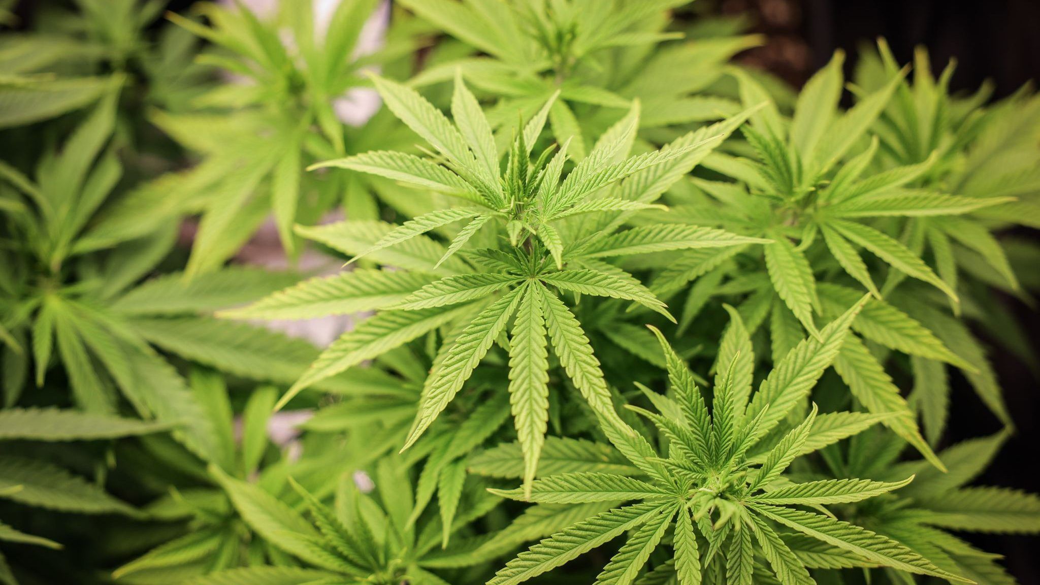 ABD0004_20241102 – HAMBURG – DEUTSCHLAND: ARCHIV – 22.02.2024, Hamburg: Cannabispflanzen (ca. 4 Wochen alt) in ihrer Wachstumsphase stehen unter knstlicher Beleuchtung in einem Privatraum. Aus der Cannabis-Pflanze werden Haschisch und Marihuana hergestellt. (zu dpa: ÇSieben Cannabis-Anbauvereinigungen in NRW genehmigtÈ) Foto: Christian Charisius/dpa +++ dpa-Bildfunk +++. – FOTO: APA/dpa/Christian Charisius