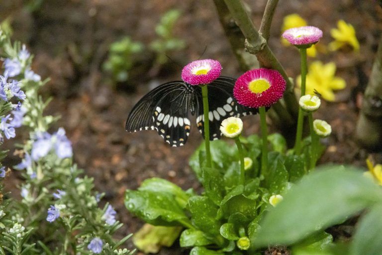 Warum in Bregenz jetzt schon die Schmetterlinge fliegen