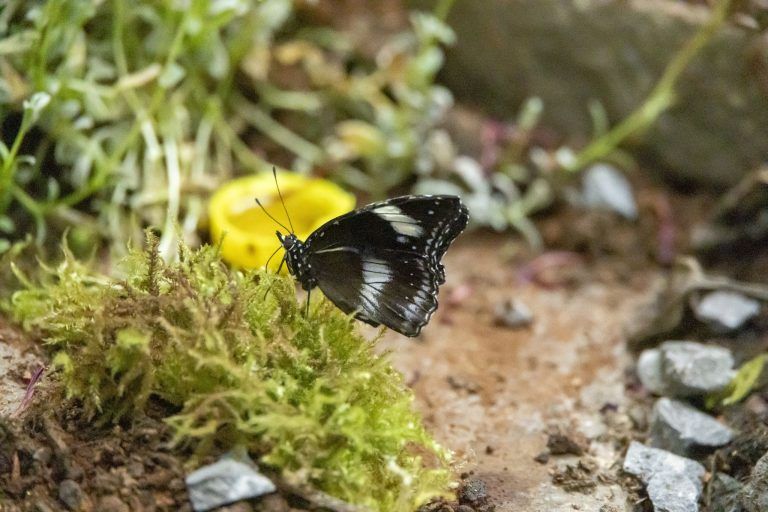 Warum in Bregenz jetzt schon die Schmetterlinge fliegen