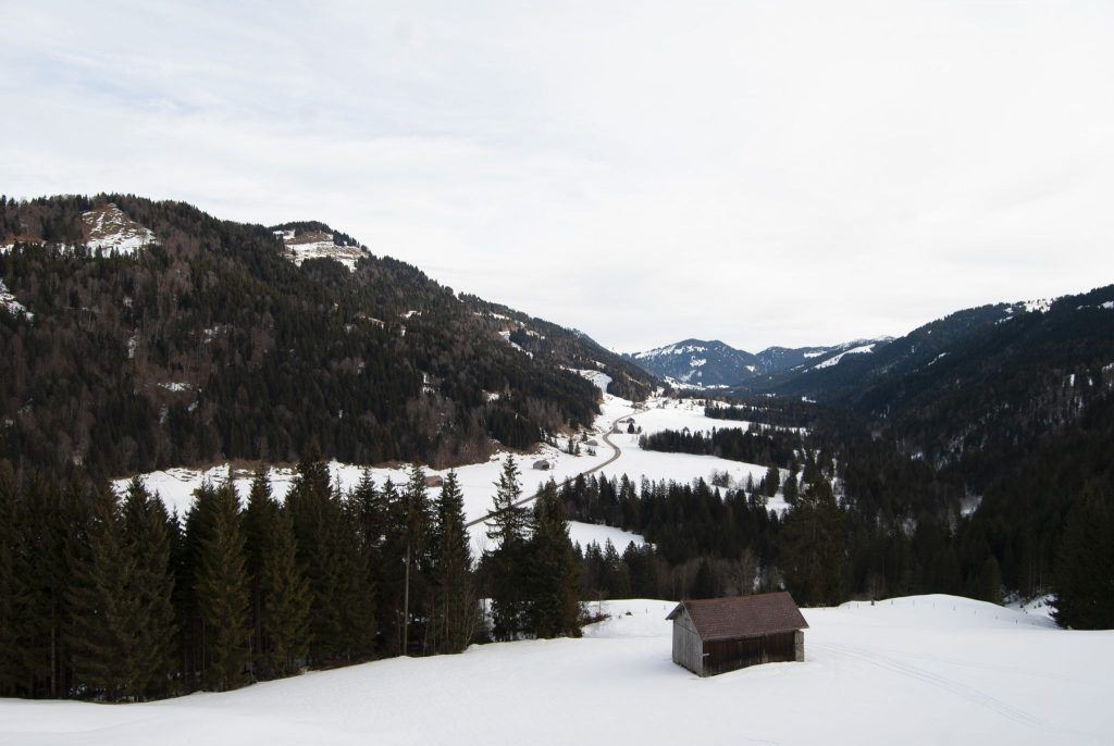 Hoher Wildbestand als Gefahr für TBC und Wald