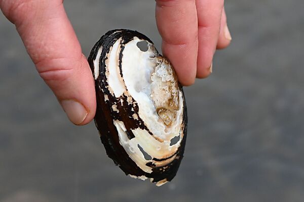 Bedrohte Muschelarten in Seine in Paris entdeckt