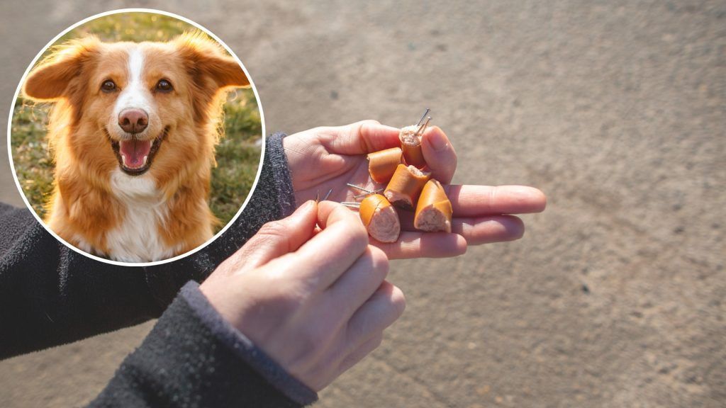 Nach Giftköder-Vorfall in Götzis: PETA belohnt Hinweise mit 1000 Euro