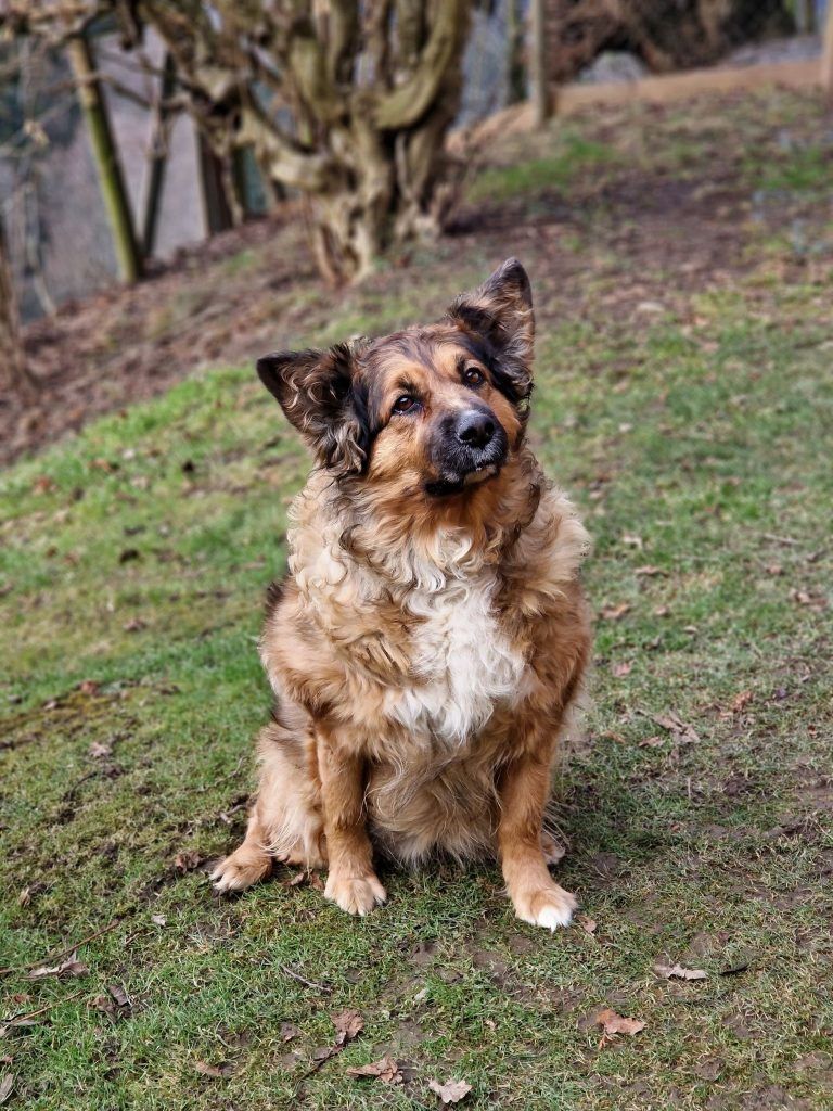 Tierecke, Tierschutzheim