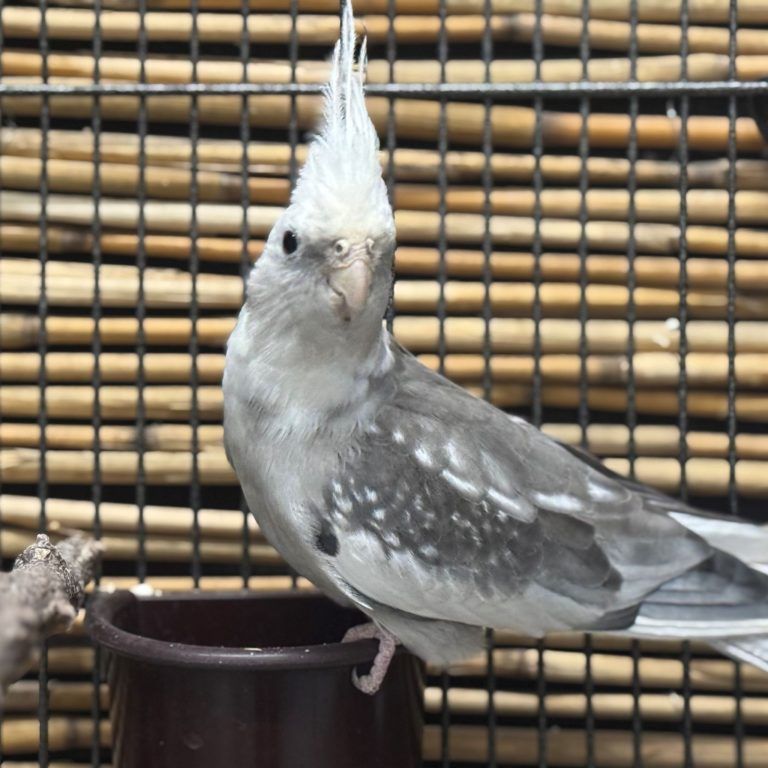 Tierecke, Tierschutzheim