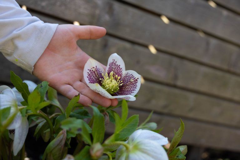 In diesem Garten trägt das Glück die Farben der Blumen