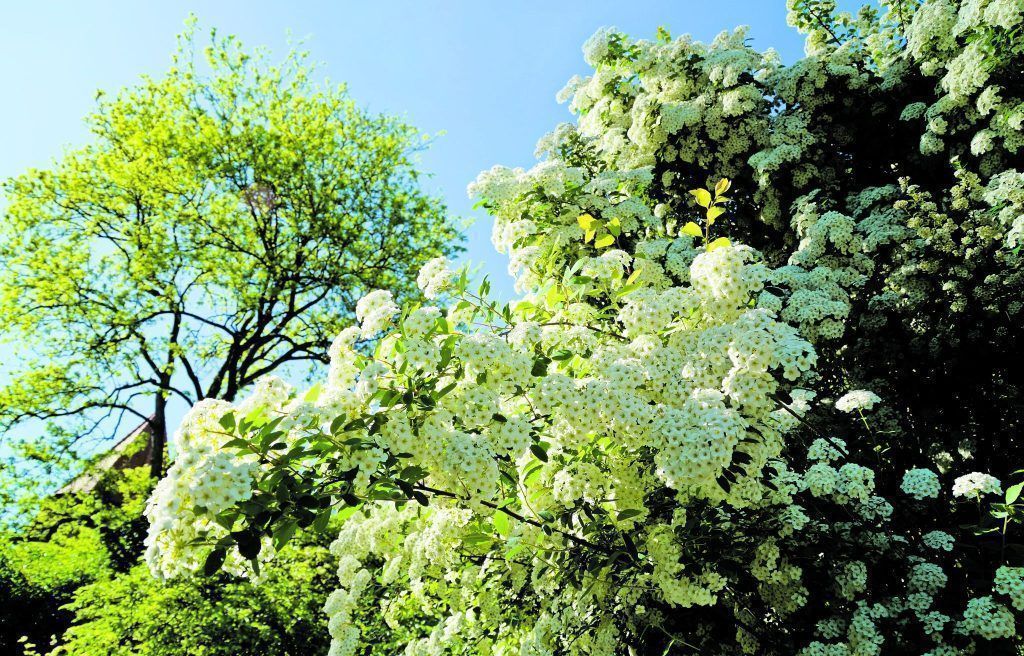 Eine wilde Hecke voller Leben